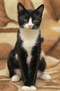 Short-haired black and white cat Royalty Free Stock Photo