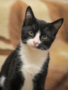 Short-haired black and white cat Royalty Free Stock Photo