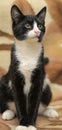 Short-haired black and white cat Royalty Free Stock Photo