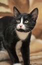 Short-haired black and white cat Royalty Free Stock Photo