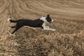 Short Haired Border Collie