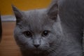 Short-haired British gray cat