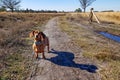 Short-haired brown dachshund standing on dirt path among dry wild grass Royalty Free Stock Photo