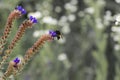 Short-haired bumblebee gathers nectar on blue meadow flowers