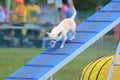 Short-Haired Chihuahua at a Dog Agility Trial Royalty Free Stock Photo