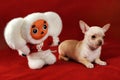 Short-haired chihuahua puppy with Cheburashka