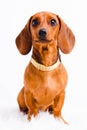 Short haired Dachshund Dog isolated over white background Royalty Free Stock Photo