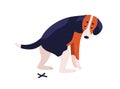 Short haired dog beagle breed during shitting vector flat illustration. Cute spotted colorful doggy pooping isolated on