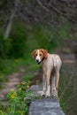 Short haired dog looking at the camera from the distance by the riverside canal