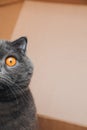 A short-haired gray cat with big orange eyes sits in a brown box, close-up. Half face of a cat Royalty Free Stock Photo