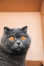 A short-haired gray cat with big orange eyes sits in a brown box, close-up Royalty Free Stock Photo