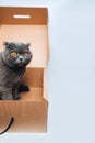 A short-haired gray cat with big orange eyes sits in a brown box, close-up Royalty Free Stock Photo