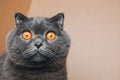 A short-haired gray cat with big orange eyes sits in a brown box, close-up Royalty Free Stock Photo