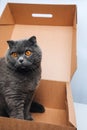 A short-haired gray cat with big orange eyes sits in a brown box, close-up Royalty Free Stock Photo