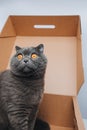 A short-haired gray cat with big orange eyes sits in a brown box, close-up Royalty Free Stock Photo