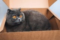 A short-haired gray cat with big orange eyes sits in a brown box, close-up Royalty Free Stock Photo