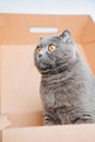 A short-haired gray cat with big orange eyes sits in a brown box, close-up Royalty Free Stock Photo