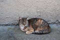 Short-haired Mackerel tabby cat rests near a building wall