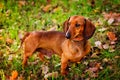 A short-haired red Dachshund stands on the lawn. On the green lawn are oak leaves-the first symbol of the coming autumn