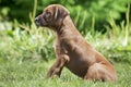 Short-haired Rhodesian Ridge-back puppy dog