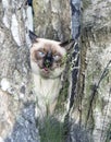 short haired young cat, seal point color chews a green grass. Ridiculous, funny look of a muzzle