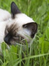 Short haired young cat, seal point color chews a green grass