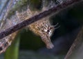 Short Headed Seahorse Royalty Free Stock Photo