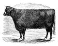 Short horn heifer vintage illustration Royalty Free Stock Photo