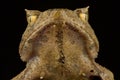 Short-horned Asian horned frog Xenophrys aceras