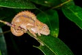 Short-horned chameleon, andasibe Royalty Free Stock Photo