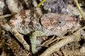 Short-horned chameleon, marozevo Royalty Free Stock Photo