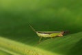 Short-horned grasshopper