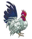 Short-legged Bantam chicken vector illustration hand draw colour