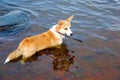 Short-legged shepherd. Retriever red color. Chest deep water in the river.