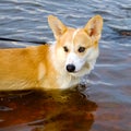 Short-legged shepherd. Retriever red color. Chest deep water in the river.