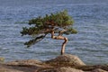 Short lived pine tree on the rock by thr sea