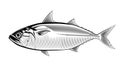 Short mackerel. Vintage hand drawn illustration in vector Royalty Free Stock Photo