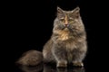 Short Munchkin Cat on Isolated Black background Royalty Free Stock Photo