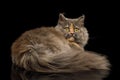 Little Munchkin Cat on Isolated Black background