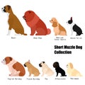 Short muzzle dog collection