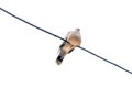 On a white background, a pigeon with a short neck and a fat look is sitting on a wire