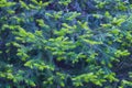 Short needles of a coniferous tree close-up on a green background, texture of needles of a Christmas tree close-up Royalty Free Stock Photo