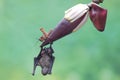 A short nosed fruit bat is ready to eat a grasshopper on a banana flower.