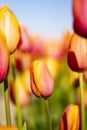 Short Orange Pink Tulip Flower surrounded by taller flowers with blurred background