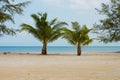 Short Palm Trees by the Ocean at the Beach Royalty Free Stock Photo