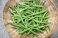 Short rat-tail radish pods