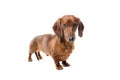 Short red Dachshund Dog, hunting dog, isolated over white background Royalty Free Stock Photo