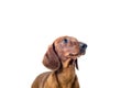 Short red Dachshund Dog, hunting dog, isolated over white background Royalty Free Stock Photo