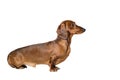 Short red Dachshund Dog, hunting dog, isolated over white background Royalty Free Stock Photo