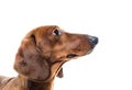 Short red Dachshund Dog, hunting dog, isolated over white background Royalty Free Stock Photo